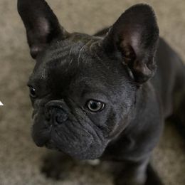 Bulldogs and French Bulldogs from Legacy of Lottos Bulldogs