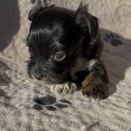 Green collar Girl 3 - Black and tan female Yorkshire Terrier puppy in Houston, Texas from Little things