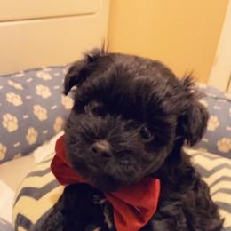 Maltese, Maltipoo, and Poodle Puppies from Healing Pawz LLC