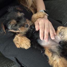 Yorkshire Terrier Puppies from Yorkies in Kyle