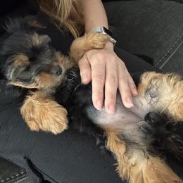 Yorkshire Terrier Puppies from Yorkies in Kyle