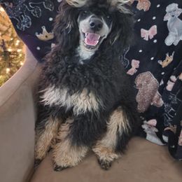 Pedro - Poodle