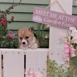 Boy 3 - Pembroke Welsh Corgi puppy in Gig Harbor, Washington from Pacific Northwest Pembroke Welsh Corgis