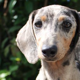 Dachshunds from Thehood_weenies