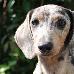 Dachshunds from Thehood_weenies