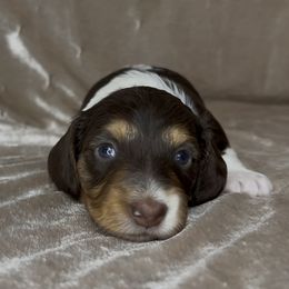 Mary - Piebald female Dachshund puppy in Poteau, Oklahoma from Sisters Dazzling Dachshunds