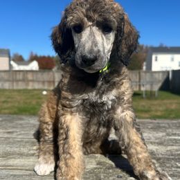 Blair - Sable female Poodle puppy in Denton, Maryland from Cajun Girl Kennels