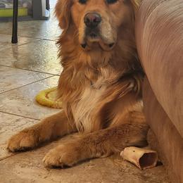George - Golden Retriever