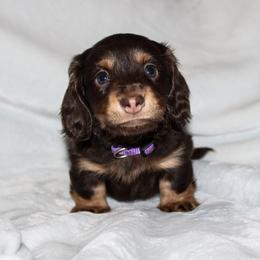 Dachshund Puppies from Thomas Dachshunds