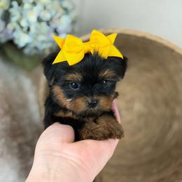 Holly - Black and tan female Yorkshire Terrier puppy in Liberty, Texas from Tiny Yorkshire pups