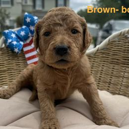 Boy 5 - Chocolate male Goldendoodle puppy in Clermont, Florida from Da Ruba Doodles