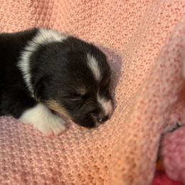 Girl 2 - Sable female Pembroke Welsh Corgi puppy in Mountain View, Hawaii from Celtic Corgis
