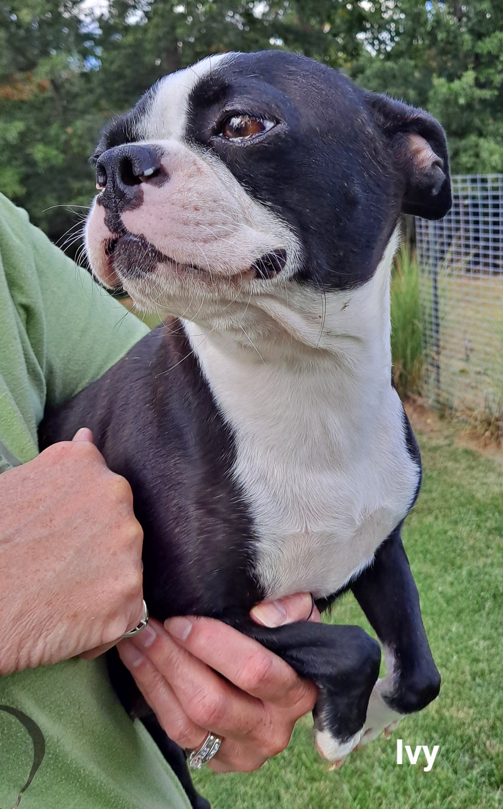 Ivy - Boston Terrier