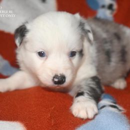 Chuckie - Blue merle male Miniature Australian Shepherd puppy in Patterson, North Carolina from DreamLine Aussies