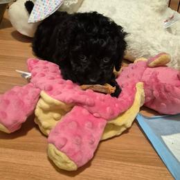 Cavapoo, Cockapoo, Maltipoo, and Poodle Puppies from Heavenly Puppies to Love
