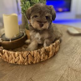 Milo - Liver male Miniature Schnauzer puppy in Orange City, Florida from Xaysha’s Miniature Schnauzers