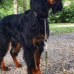 American Bulldogs and Gordon Setters from Nobilis Kennels