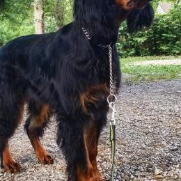 American Bulldogs and Gordon Setters from Nobilis Kennels