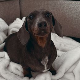 Maylee - Dachshund