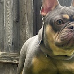 French Bulldogs from French Bulldogs Mi