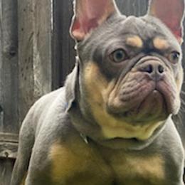 French Bulldogs from French Bulldogs Mi