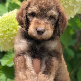Goldendoodle and Poodle Puppies from Bama Bred Doodles
