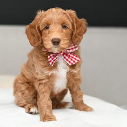Rachel - Caramel female Australian Labradoodle puppy in Port Orchard, Washington from Snooze and Sniff Labradoodles