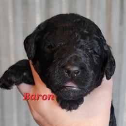 Baron (Red Collar) - Black male Goldendoodle puppy in Scurry, Texas from 07 Seven Oaks Goldens and Doodles