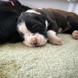 Pearl - Brindle female Boxer puppy in Rochester, Washington from Holly's Boxers of Rochester