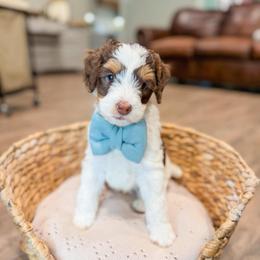 Party Favor - Brown and white male Bernedoodle puppy in Sulphur, Louisiana from Curly Q’s Of Carlyss