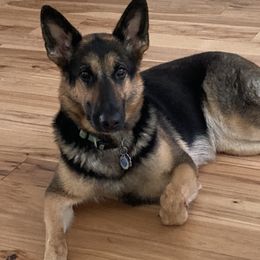Greta - German Shepherd