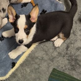 Cardigan Welsh Corgi Puppies from Deborah King's Cardigan Welsh Corgis