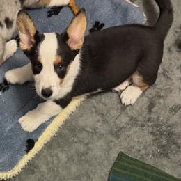 Cardigan Welsh Corgi Puppies from Deborah King's Cardigan Welsh Corgis