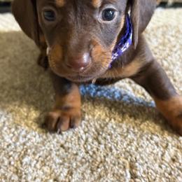 Betsy - Chocolate and tan female Dachshund puppy in Hardy, Arkansas from Tracy's Dachshunds