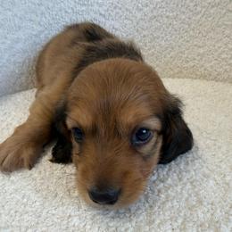 Puppy number three - Red male Dachshund puppy in Spokane, Washington from Dearhaven Doxie