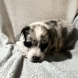 Blot Red collar - Blue merle male Border Collie puppy in Crawfordsville, Indiana from Rescued Dreams Border Collies