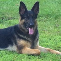 Molly or Molly McGee - German Shepherd