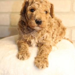 Female 1 - Apricot female Poodle puppy in Mississippi from Ewing Acres