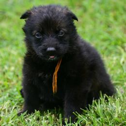 Orange girl - Sable female German Shepherd puppy in Clarkrange, Tennessee from Vom Wolff