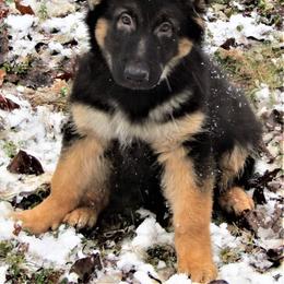 Akio z Zaruka - Black and tan German Shepherd puppy in West Plains, Missouri from Zaruka German Shepherds