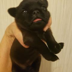 Ringo - Black male Brussels Griffon puppy in Nc, Florida from Brusseluv2