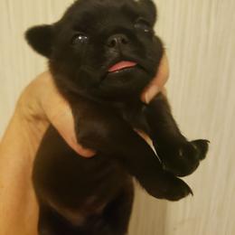 Ringo - Black male Brussels Griffon puppy in Nc, Florida from Brusseluv2