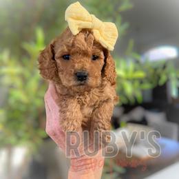 Ginger - Red female Cavapoo puppy in West Jordan, Utah from Ruby's Cavapoos
