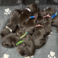 Boykin Spaniel puppies from Brier Ridge Kennels & Outfitters