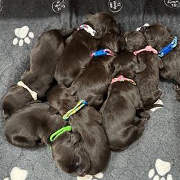 Boykin Spaniel puppies from Brier Ridge Kennels & Outfitters