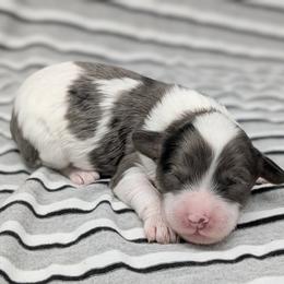 Cumulus - Merle male Cavapoo puppy in Salem, New Jersey from Dreamy Night Doodles