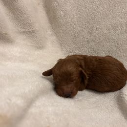 Green collar - Red  male Goldendoodle puppy in North Carolina from Lynes of Doodles