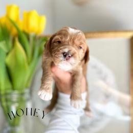 HONEY - Caramel red female Australian Labradoodle puppy in Palmdale, California from Heavenly Doodles