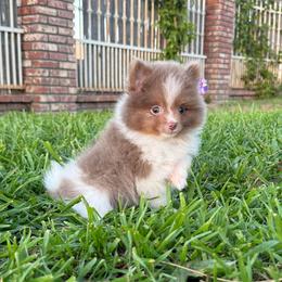Jasper - Lavender male Pomeranian puppy in San Jacinto, California from Savvypomeranians