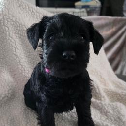 Girl 2 pink puppy..solid black - Black female Miniature Schnauzer puppy in Fresno, California from Findell Kennel, LLC